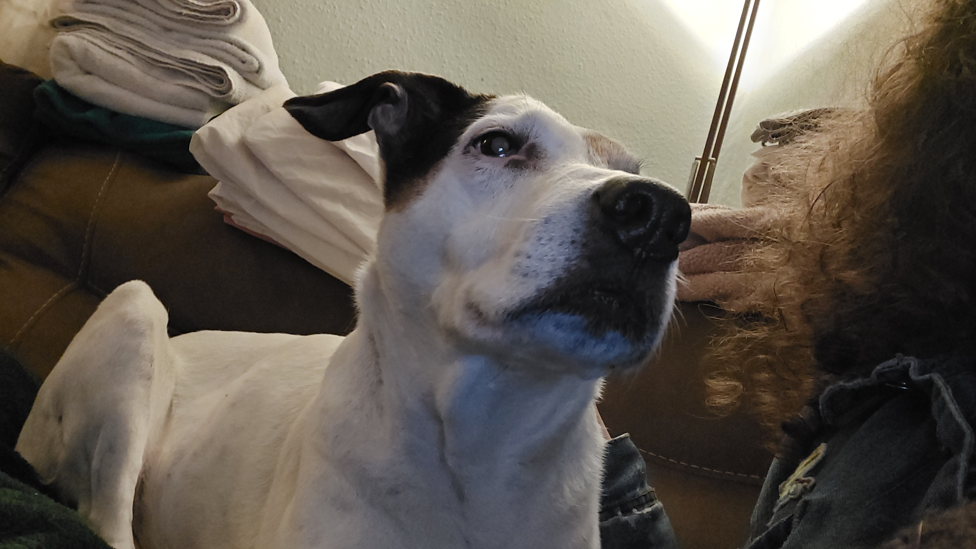 A large white dog