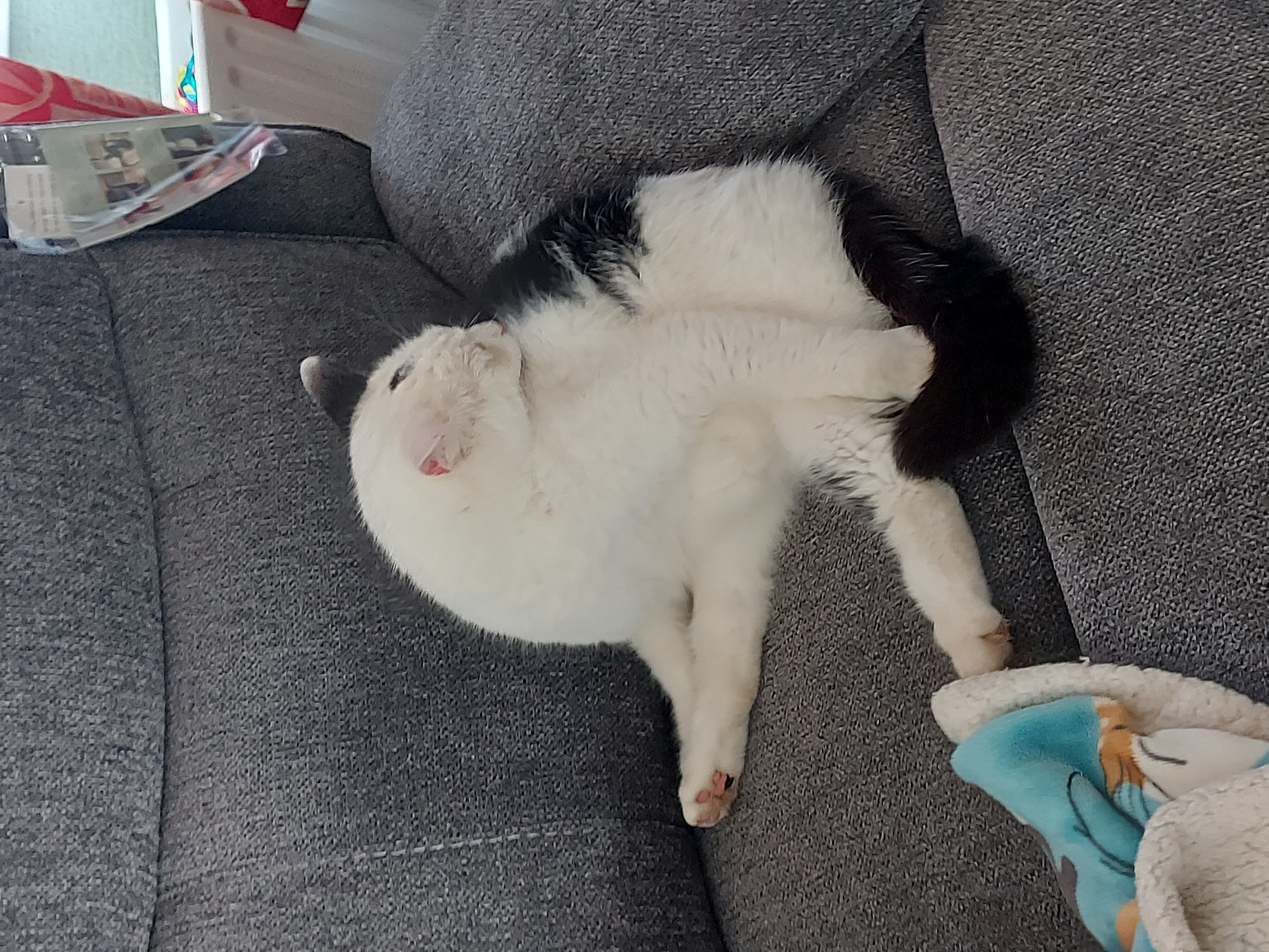 A white cat in an armchair