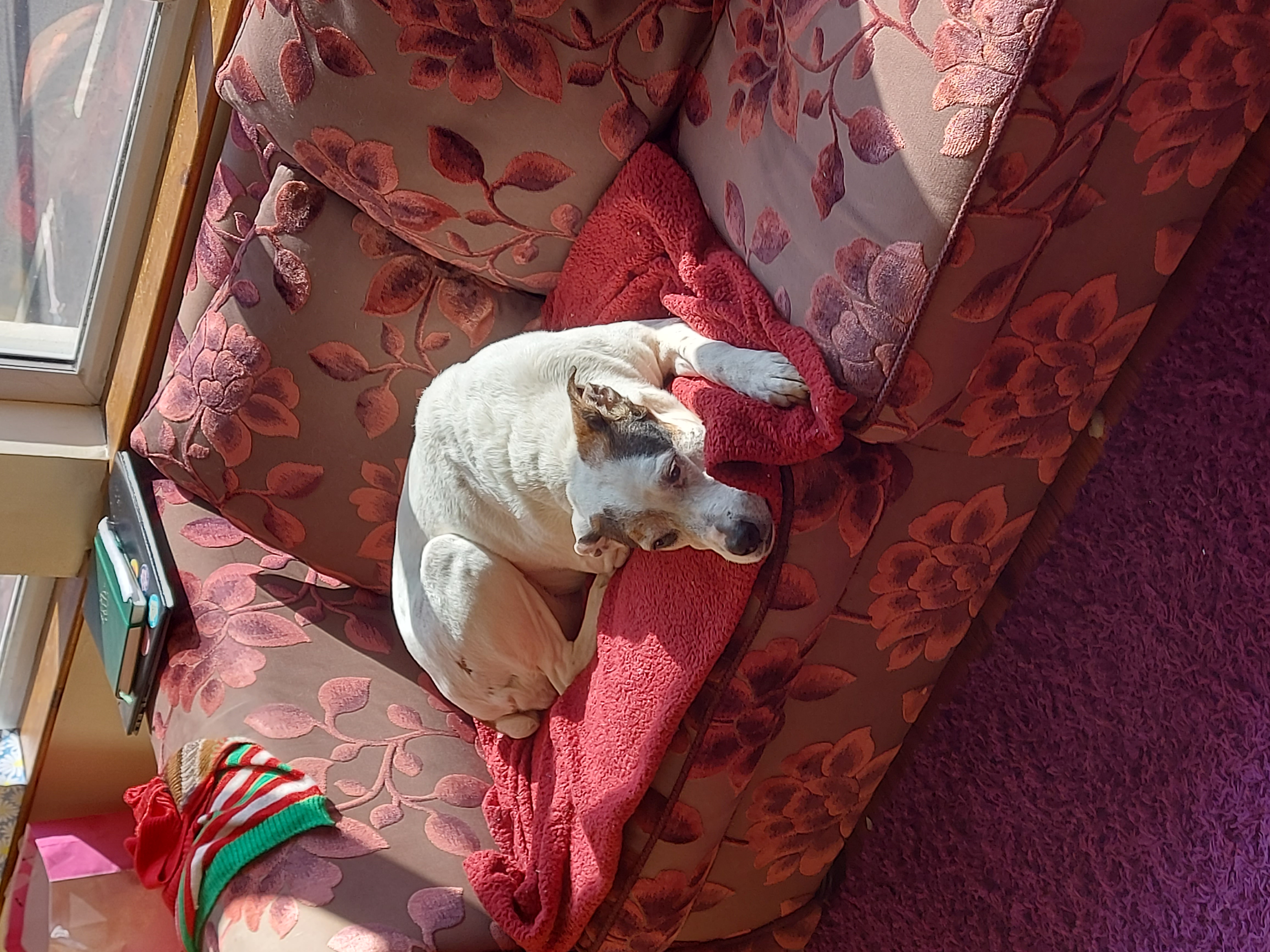 A large white dog
