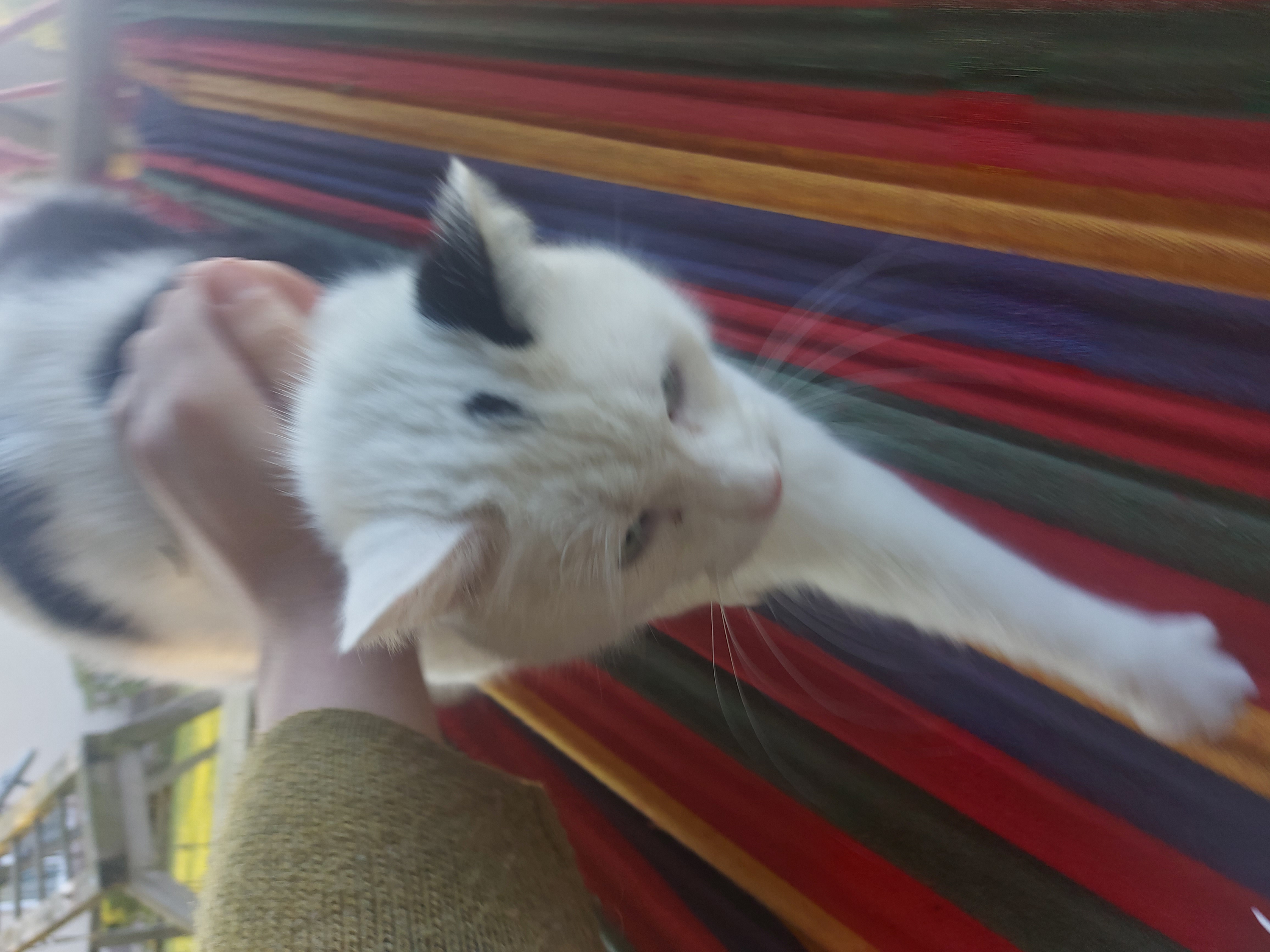 A white cat standing up in a hammock