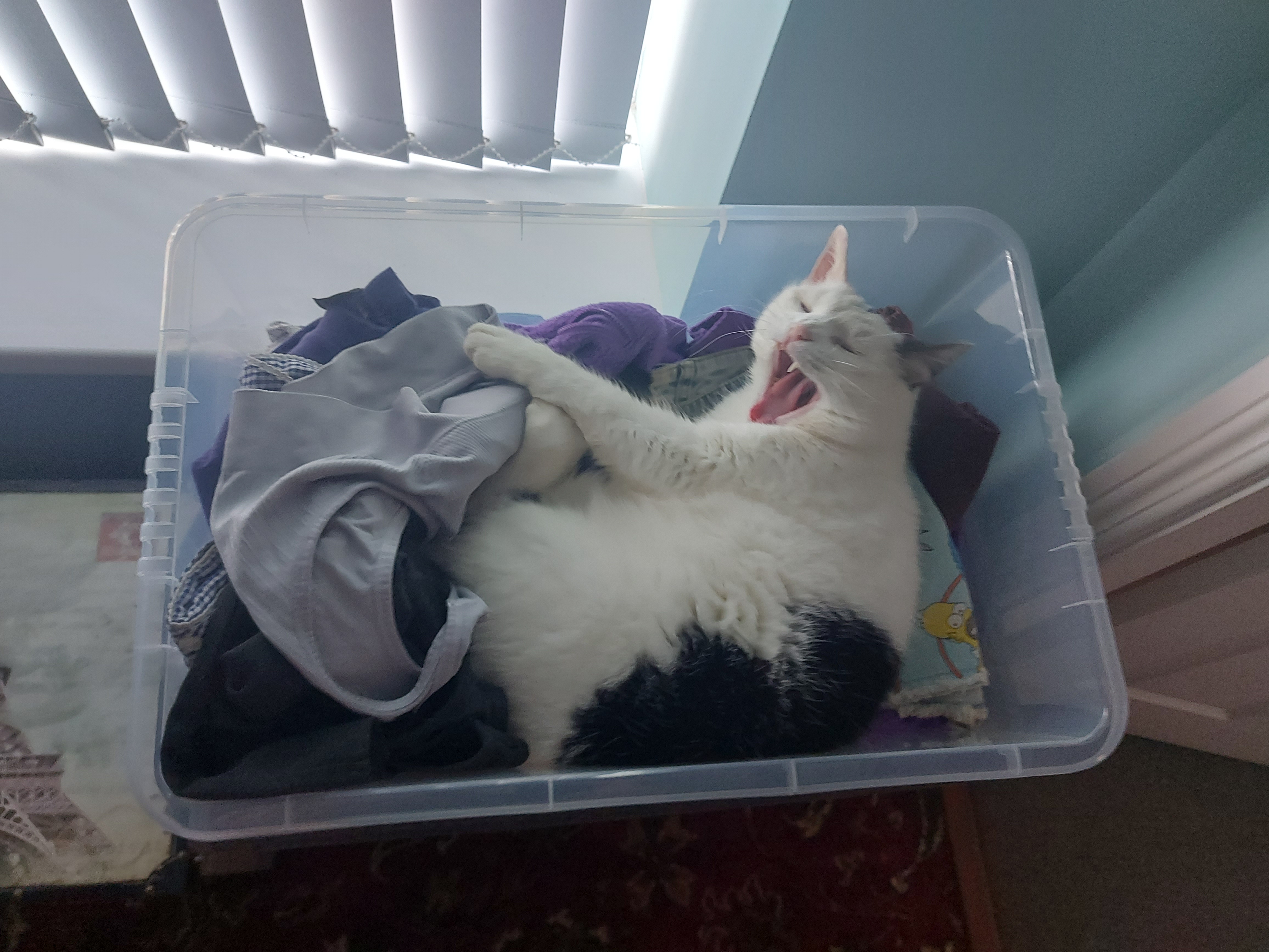 A white cat lying down in a ball. He is in a laundry basket.