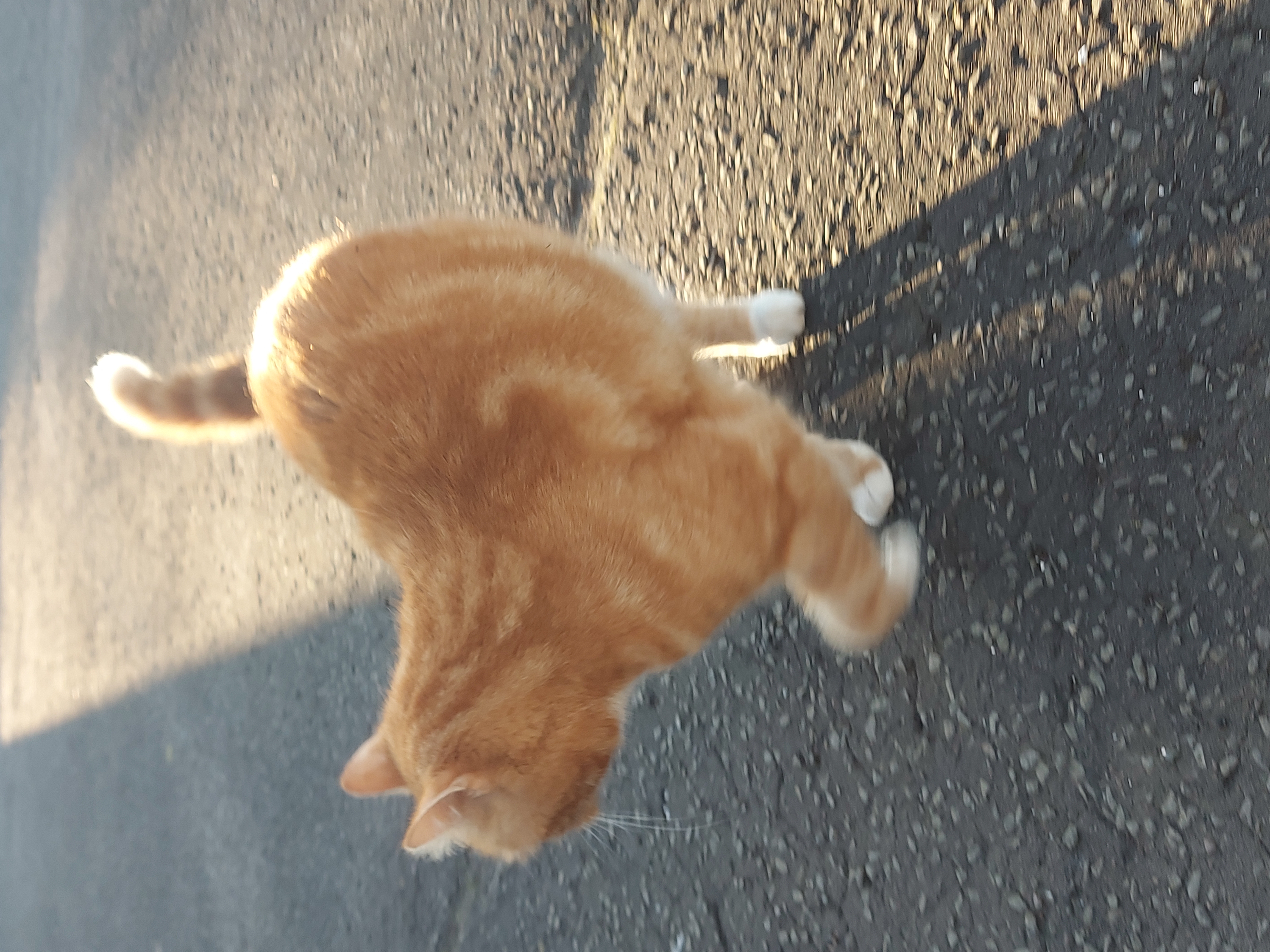 An orange cat
