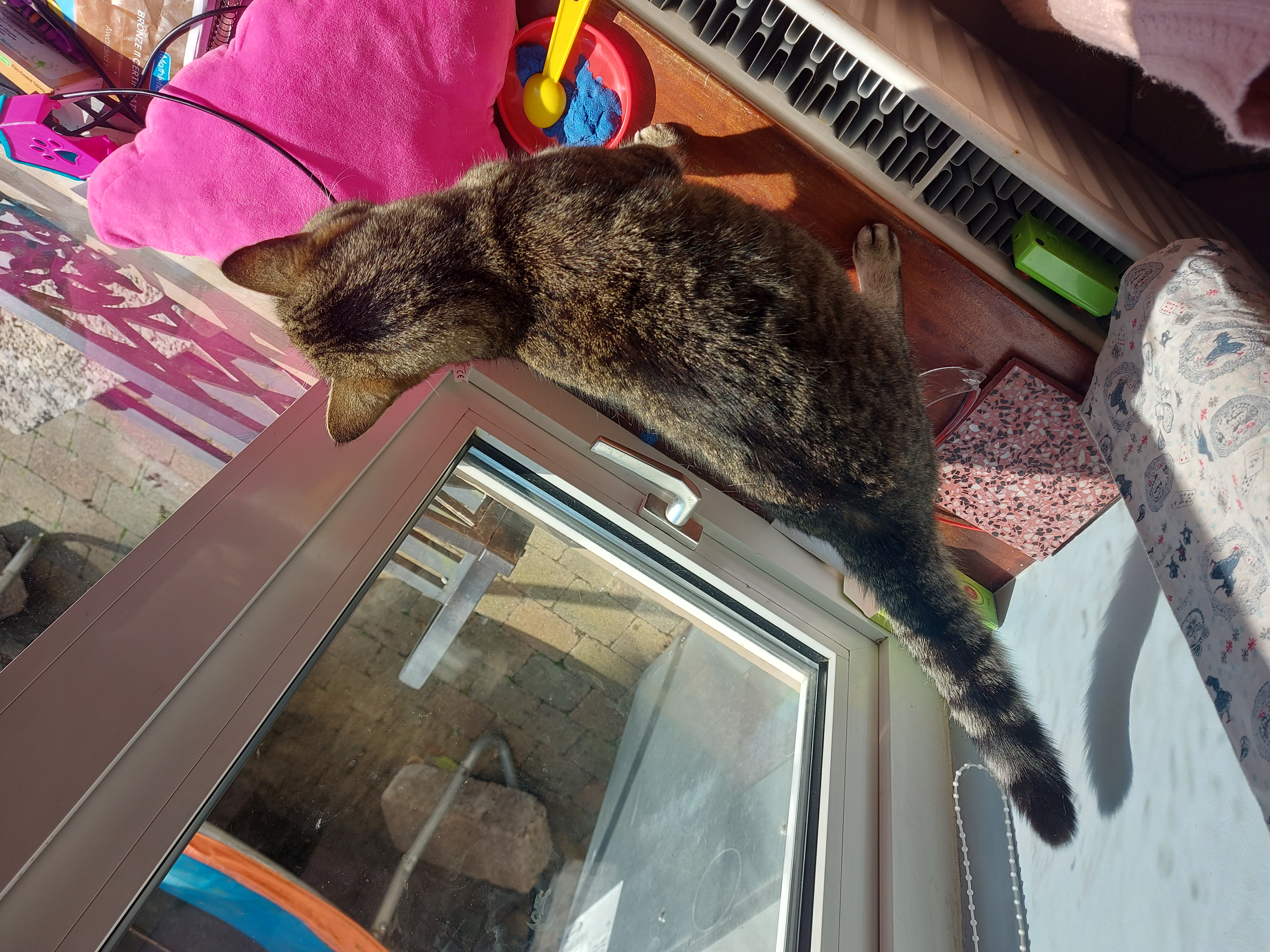 A tabby cat